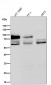 Anti-CD44 Rabbit Monoclonal Antibody